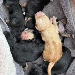 Miniature Schnauzer puppies from New River Miniature Schnauzers