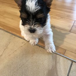 Yorkshire Terrier Puppies from Lynnie’s Lovables Yorkies