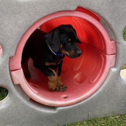 Doberman Pinscher Puppies from Jensen Dobermans