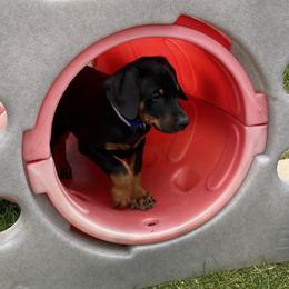 Doberman Pinscher Puppies from Jensen Dobermans