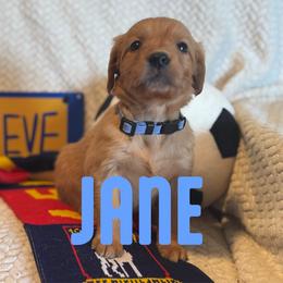Jane - Golden female Golden Retriever puppy in Salt Lake City, Utah from Soaring golden retrievers