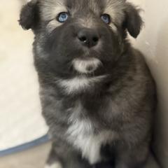 Sapa Tawa - female Native American Indian Dog puppy in Granby, Colorado from Turtle Island NAIDs