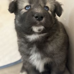 Sapa Tawa - female Native American Indian Dog puppy in Granby, Colorado from Turtle Island NAIDs