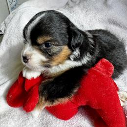 Zuki - Black tri female Miniature Australian Shepherd puppy in Molalla, Oregon from Yaw's Mini Aussies