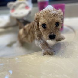 Cavalier King Charles Spaniel and Cavapoo Puppies from K’s Cavys