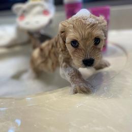 Cavalier King Charles Spaniel and Cavapoo Puppies from K’s Cavys