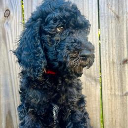 Kingston - Black male Goldendoodle puppy in Macclenny, Florida from Davis's Doodles