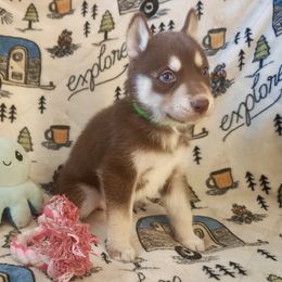 AKC Lyra - Red and white female Siberian Husky puppy in Cedarville, Ohio from Evereve Kennels