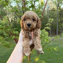 Seraphina - Red female Cavapoo puppy in Midland, North Carolina from Rocky River Cavapoos