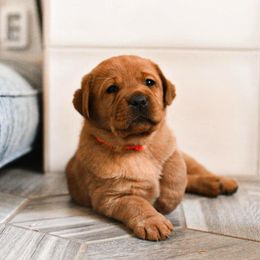 Labrador Retriever Puppies from State of Grace Southern Red Labs
