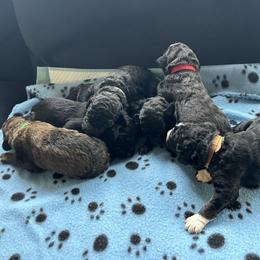Bernedoodle Puppies from Wimbledon Bernedoodles