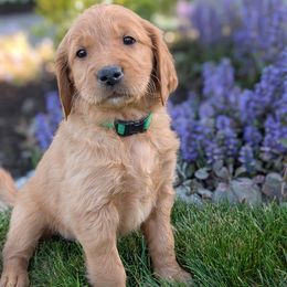 Raspberry (Green Collar) - Dark golden Golden Retriever puppy in Buckley, Washington from Chrysus Spirit Goldens