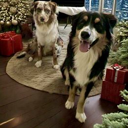 Australian Shepherd All Grown Up from Muckalee Lane Aussies