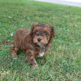 Remmie - Red brindle male Havapoo puppy in Bowling Green, Kentucky from Denise Clark