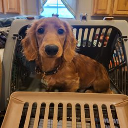 Manfred - Dachshund