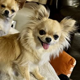 Bella - Chihuahua