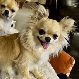 Bella - Chihuahua