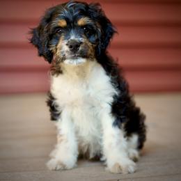 Boy 1 - Tri-color male Cavapoo puppy in Pentwater, Michigan from Dumaw Creeks Pups
