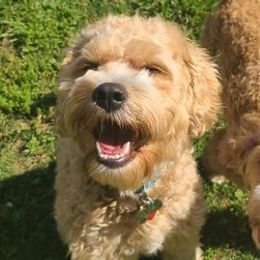 Cavapoos from Jalyse Garcia's Cavapoos