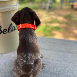 Kipper - Brown and gray male Wirehaired Pointing Griffon puppy in Shelbyville, Texas from AndersonK9Kennels Bayou Beards