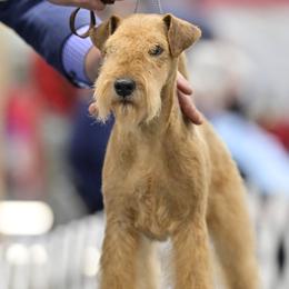 Georgie - Lakeland Terrier