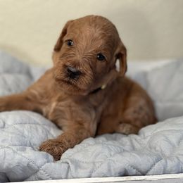 Double Doodle, Goldendoodle, Labradoodle, and Poodle Puppies from Amore Doodles & Poodles