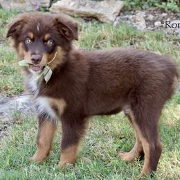 Roman - Red tri male Miniature Australian Shepherd puppy in Evant, Texas from Lazy VT Bar Ranch