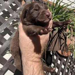 Sono - Liver male German Shepherd puppy in Olean, New York from F&B Kennels