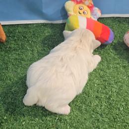 Rosie - White and lemon female Maltese puppy in Aurora, Missouri from KnJ Precious Paws LLC