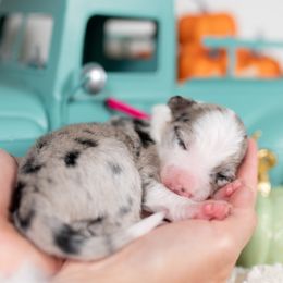 Ember - Blue merle female Border Collie puppy in Conway, Missouri from 2J 2K Border Collies | Maremma Sheepdogs