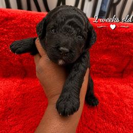 Black - Black male Poodle puppy in Lancaster, South Carolina from Semone’s Poodles