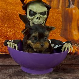 Boy 1 - Black and tan male Yorkshire Terrier puppy in New Hampton, Iowa from JMAK Dreams