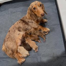 Dachshund puppies from Southern Grace Doxies