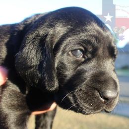 Labrador Retriever Puppies from Mariani Labrador Retrievers
