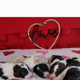 Poodle Puppies from Caboodles of Poodles