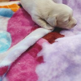 Dachshund Puppies from Leroux Creek Cream Dachshunds