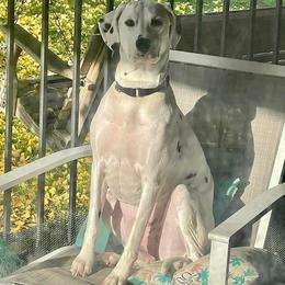 Dalmatian All Grown Up from Gateway Farm Dalmatians