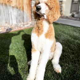 Goldendoodle and Poodle All Grown Up from Apricot Poodles & Goldendoodles