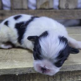 Elphaba - Black tan and white female Japanese Chin puppy in Johnson City, Tennessee from Erin & Friends Japanese Chin
