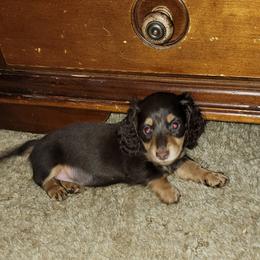 Dachshund Puppies from CLARK'S BREEDING PROGRAM