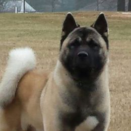 Akita All Grown Up from Komai Akitas
