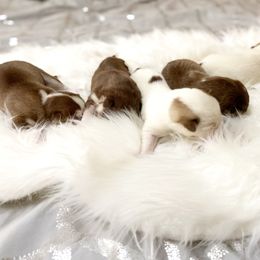 Siberian Husky Puppies from Vixen Siberians