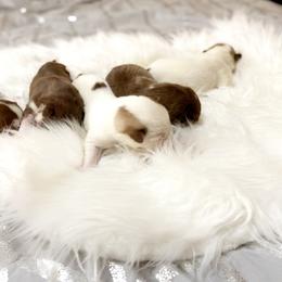 Siberian Husky Puppies from Vixen Siberians