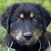 Border Collies and Karakachans from Dotson Farm Border Collies