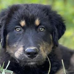 Border Collies and Karakachans from Dotson Farm Border Collies
