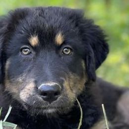 Border Collies and Karakachans from Dotson Farm Border Collies