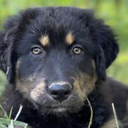 Border Collies and Karakachans from Dotson Farm Border Collies