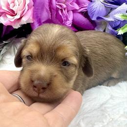 Blakley - Red female Dachshund puppy in Exeter, California from Sawtooth Miniature Dachshunds