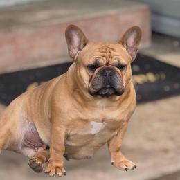 Tessie - French Bulldog