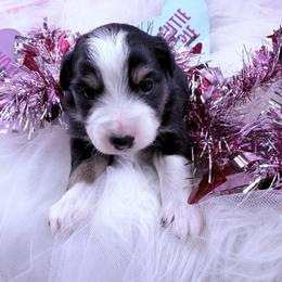 Shelby - Black tri female Miniature Australian Shepherd puppy in Dysart, Iowa from Graceful Acres